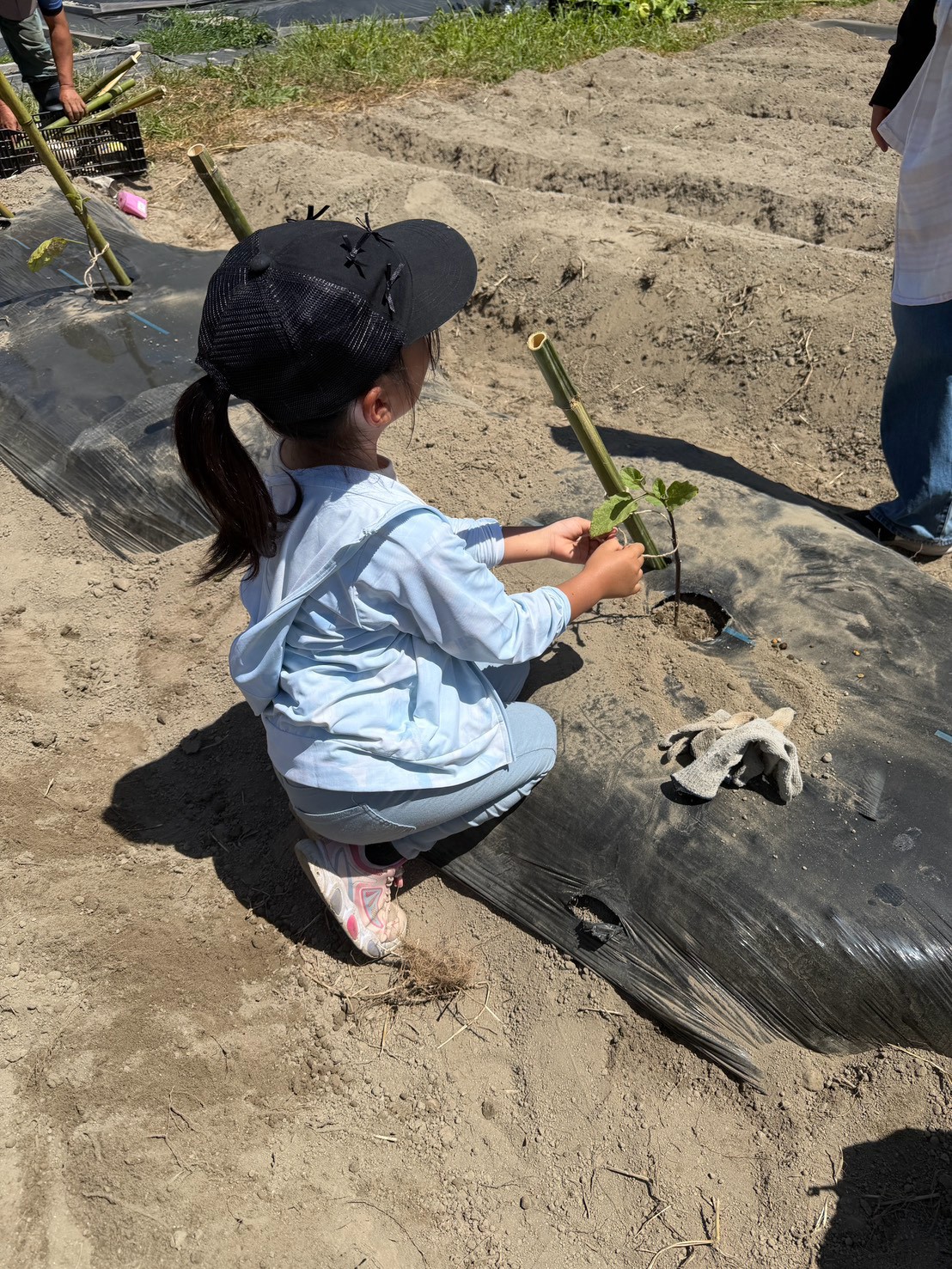 子どもの苗植え