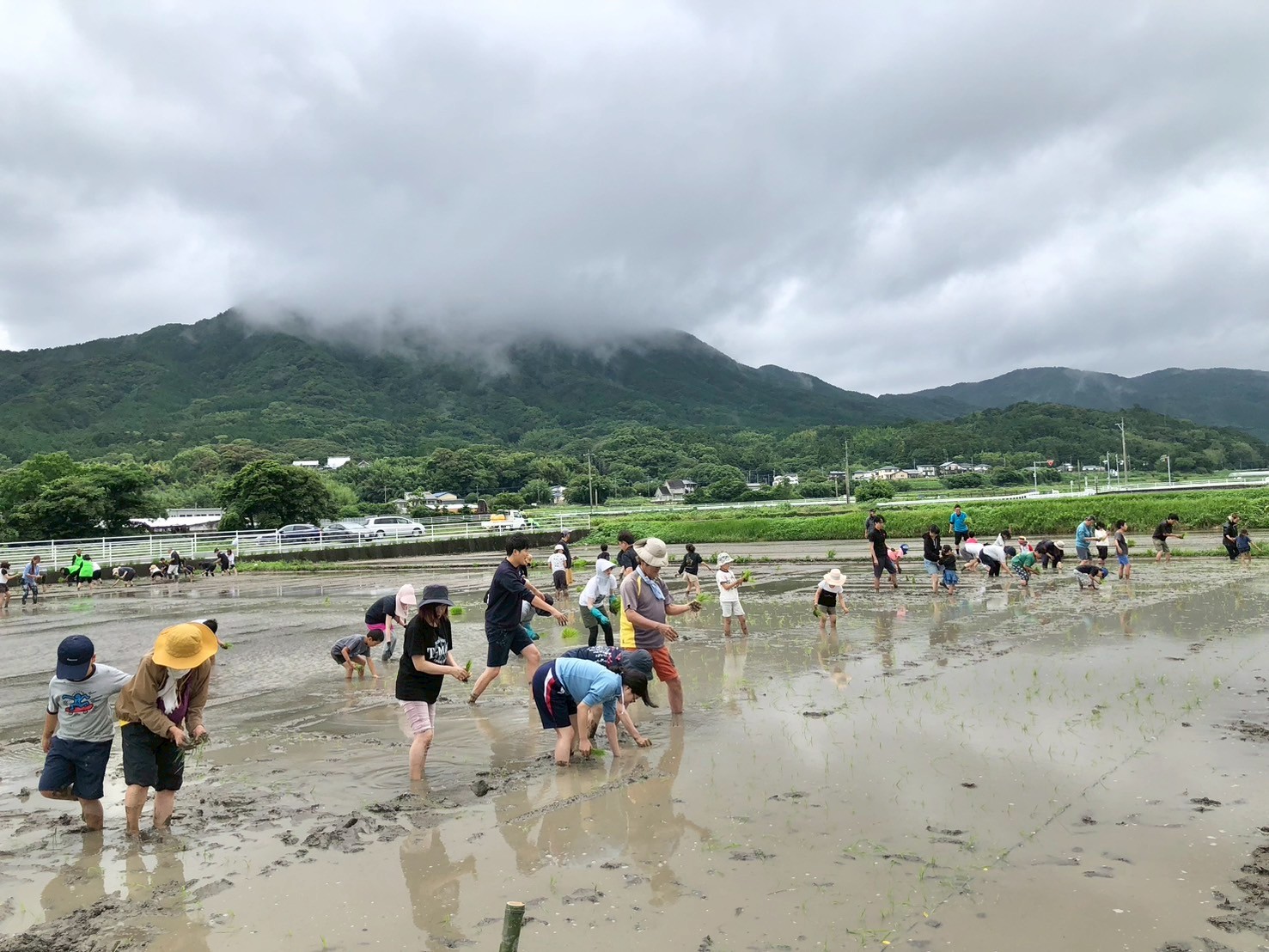 6月27日 田植え体験イベントの様子