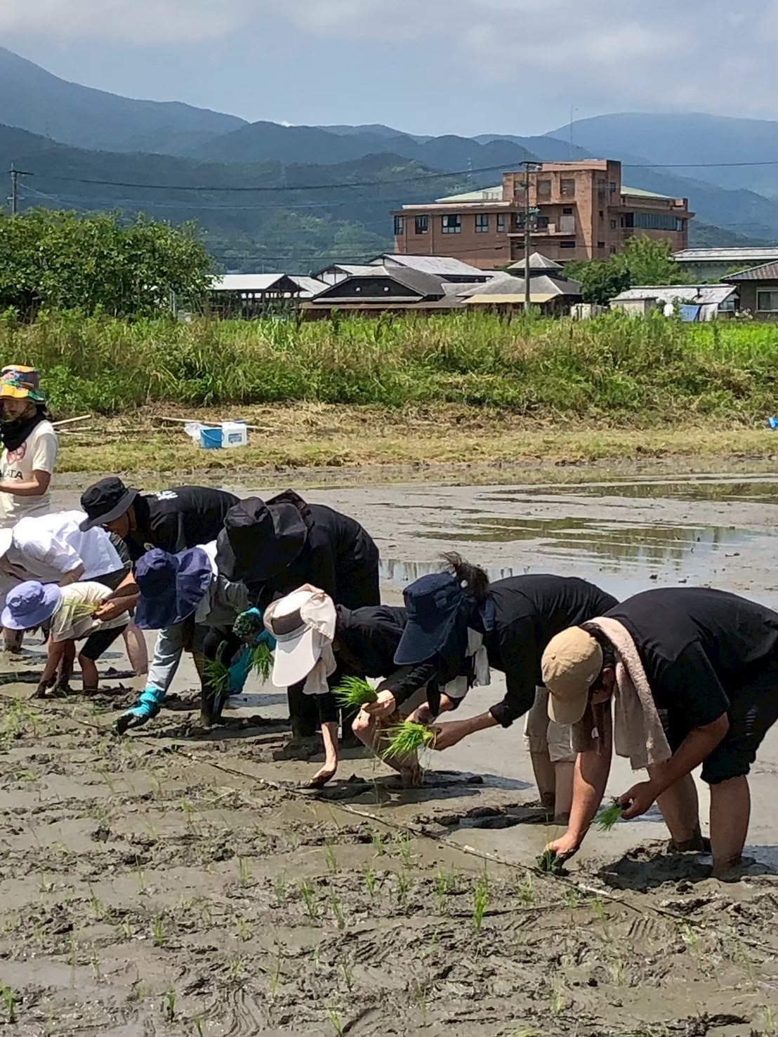 子どもたちの田植え体験