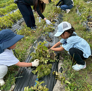畑での収穫作業